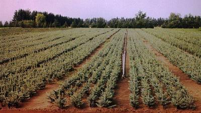 Christmas tree farming in Ontario can be a great full- or part-time occupation.