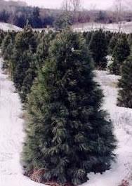 Healthy Christmas Tree Industry